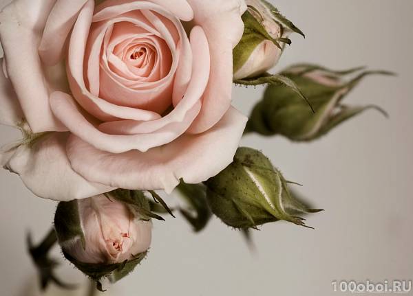 Фотообои «Нежная роза» AG 0820