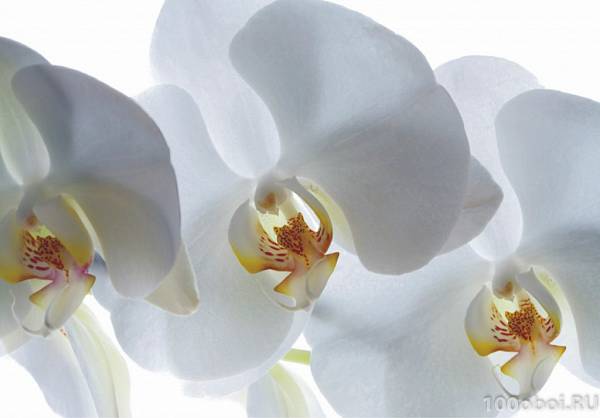 Широкоформатный постер AG 0832 «Белые орхидеи»