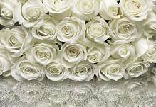 Фотообои на стену «Белые розы» Komar 8-314 A la Rose