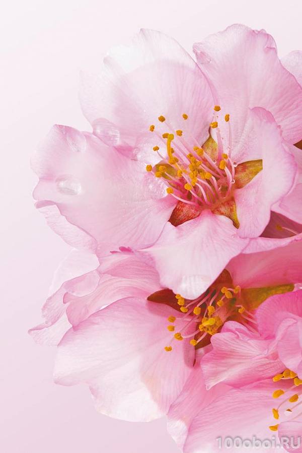 Фотообои - панно COLOR K-202 Розовый цветок