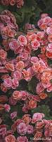 Фотообои Милан M-1014 Розовые цветы