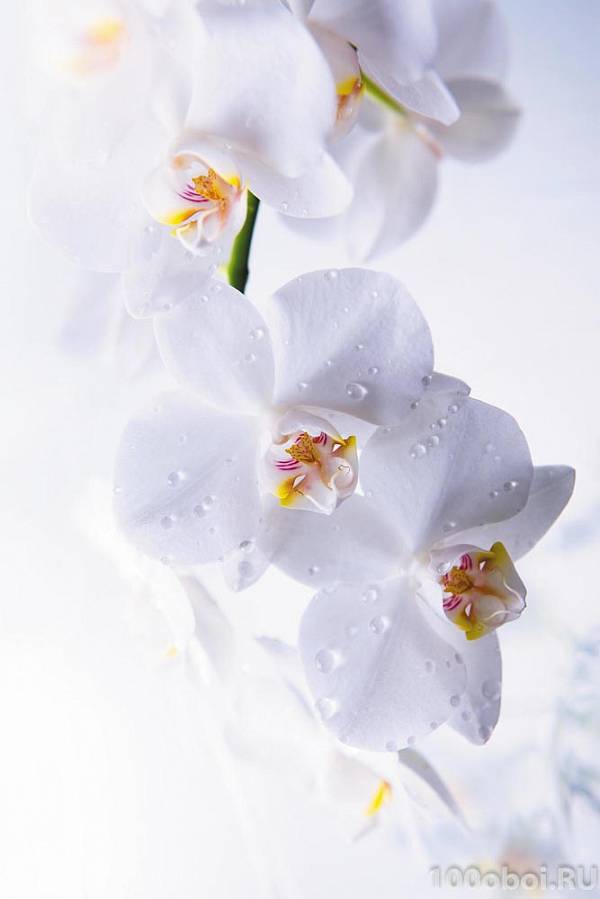 Фотообои - панно COLOR K-203 «Чистота - белые орхидеи»