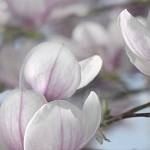 Фотообои на стену «Цветы магнолии» Komar 8-738 Magnolia