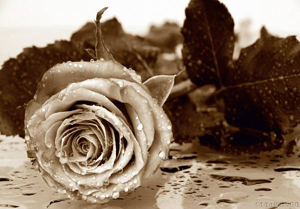 Фотообои на стену AG 0086 «Цветок розы. Сепия»
