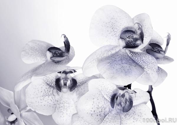 Фотообои на стену AG 1306 «Тигровые орхидеи»