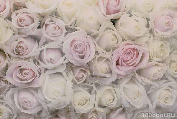 Фотообои Милан M-618 Розовая нежность