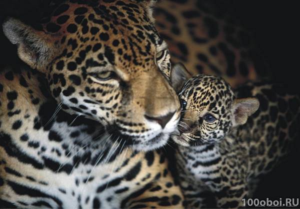 Фотообои «Ягуар с детенышем» AG 0497