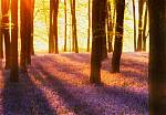 ФЛИЗЕЛИНОВЫЕ фотообои на стену «Лесная поляна с цветами на рассвете» WG 00952 Woodland At Dawn