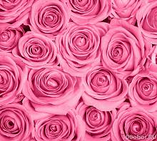 Фотообои на стену «Розы розовые фон». Divino B1-092