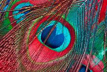 Фотообои HARMONY Decor HD4-212 Красные павлиньи перья