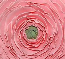Фотообои HARMONY Decor HD3-111 Розовый цветок
