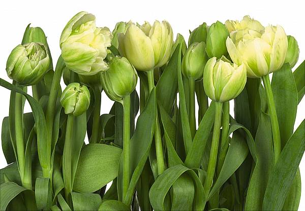 Фотообои на стену «Тюльпаны» Komar 8-900 Tulips