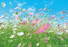 Фотообои на стену «Цветочный Луг». WG 00281 Flower Meadow