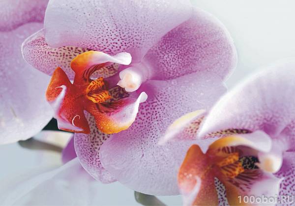 Фотообои «Тигровые орхидеи» AG 0489