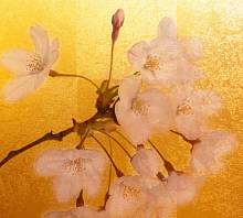 Фотообои URBAN Design UD3-062 Цветок яблони в золотом сиянии