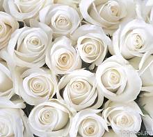 Фотообои на стену «Розы белые». Divino B1-091