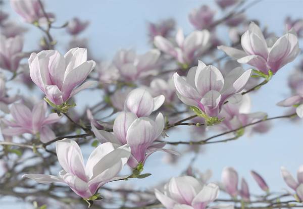 Фотообои на стену «Цветы магнолии» Komar 8-738 Magnolia