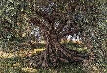 Фотообои на стену «Оливковое Дерево» Komar 8-531 Olive Tree