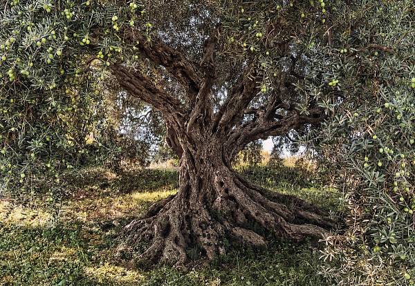 Фотообои на стену «Оливковое Дерево» Komar 8-531 Olive Tree