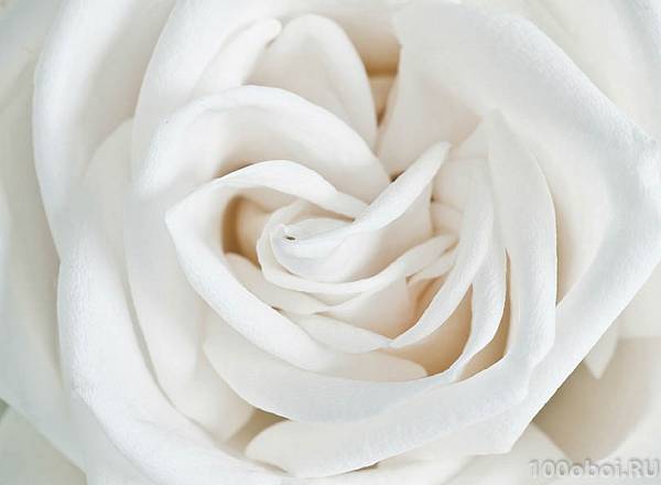 Фотообои на стену «Роза белая». Divino A1-061