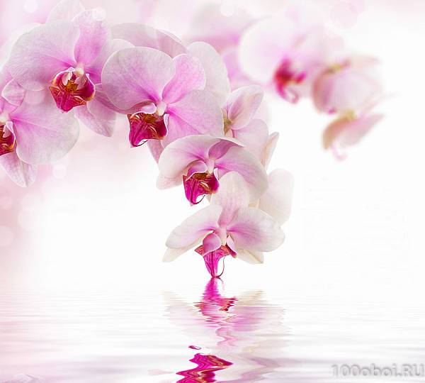 Фотообои на стену «Розовая орхидея». Divino D1-070