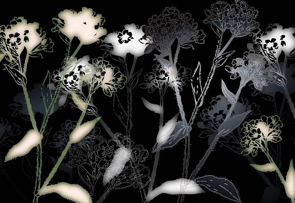 Фотообои на стену «Черно белые цветы» Komar 8-898 Bellezza