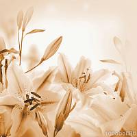 Фотообои - панно COLOR K-301 Цветок