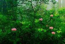 Фотообои HARMONY Decor HD4-028 Цветы в лесу