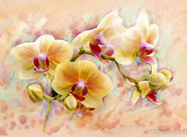 Фотообои на стену «Орхидея живопись». Divino C1-300