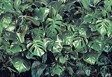 Фотообои на стену «Тропическая зелень» Komar 8-333 Verdure