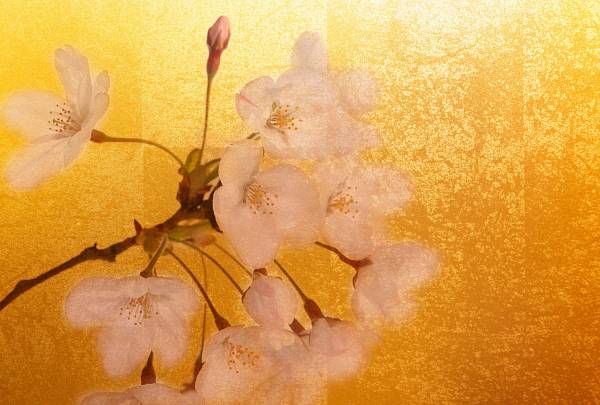 Фотообои URBAN Design UD4-099 Цветок яблони в золотом сиянии