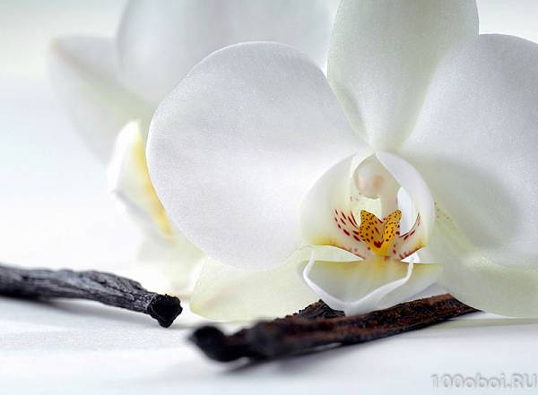 Фотообои на стену «Орхидея и ваниль». Divino C1-321