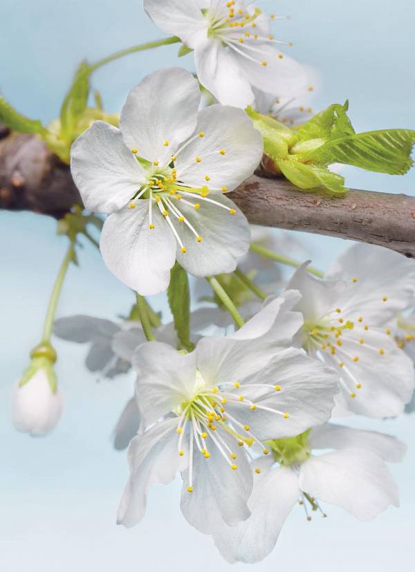 Флизелиновые фотообои «Яблоня в цвету». Komar XXL2-033 Blossom