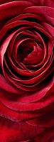 Фотообои на дверь «Красная роза». Komar 2-1010 Red Rose