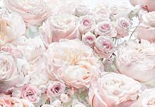 Фотообои на стену «Весенние розы» Komar 8-976 Spring Roses