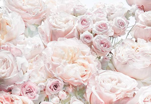 Фотообои на стену «Весенние розы» Komar 8-976 Spring Roses